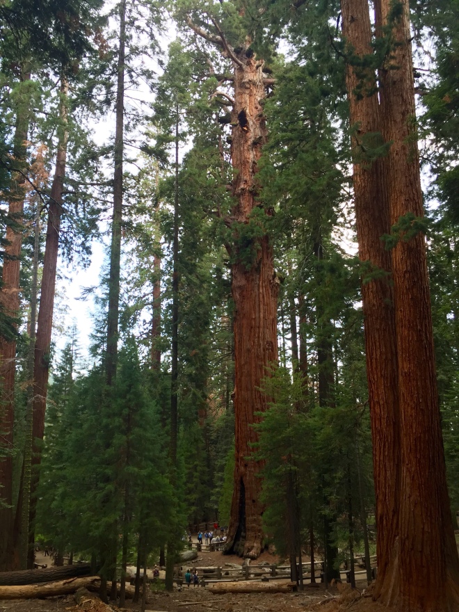 General Sherman Tree - Sequoia National Park - Sequoia - California - National Park - Quinby & Co.