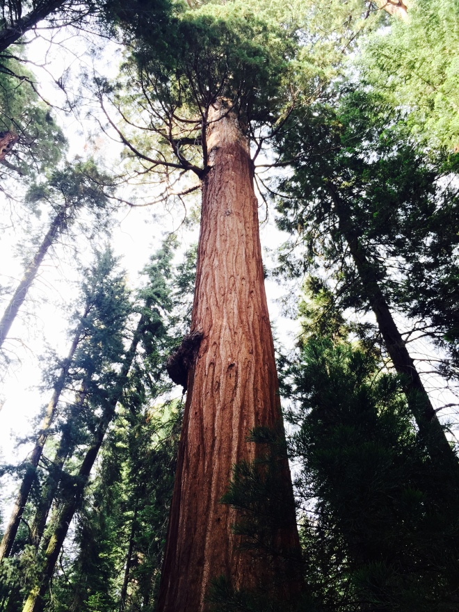 General Sherman - General Sherman Tree - Sequoia National Park - Sequoia - California - National Park - Quinby & Co.