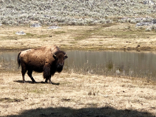 Ren Michael - Buffalo - Bison - Yellowstone National Park - Yellowstone - National Park - Wyoming- Quinby & Co.